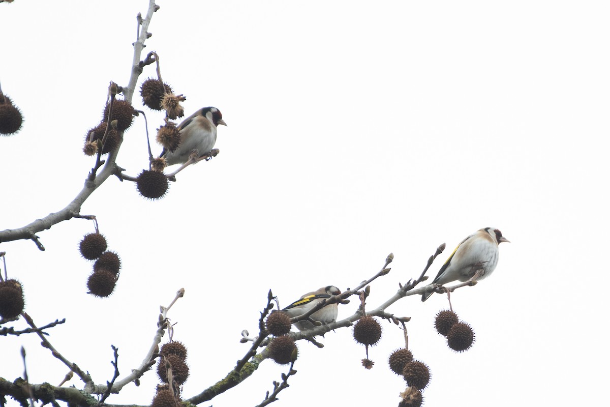 European Goldfinch - ML614457978