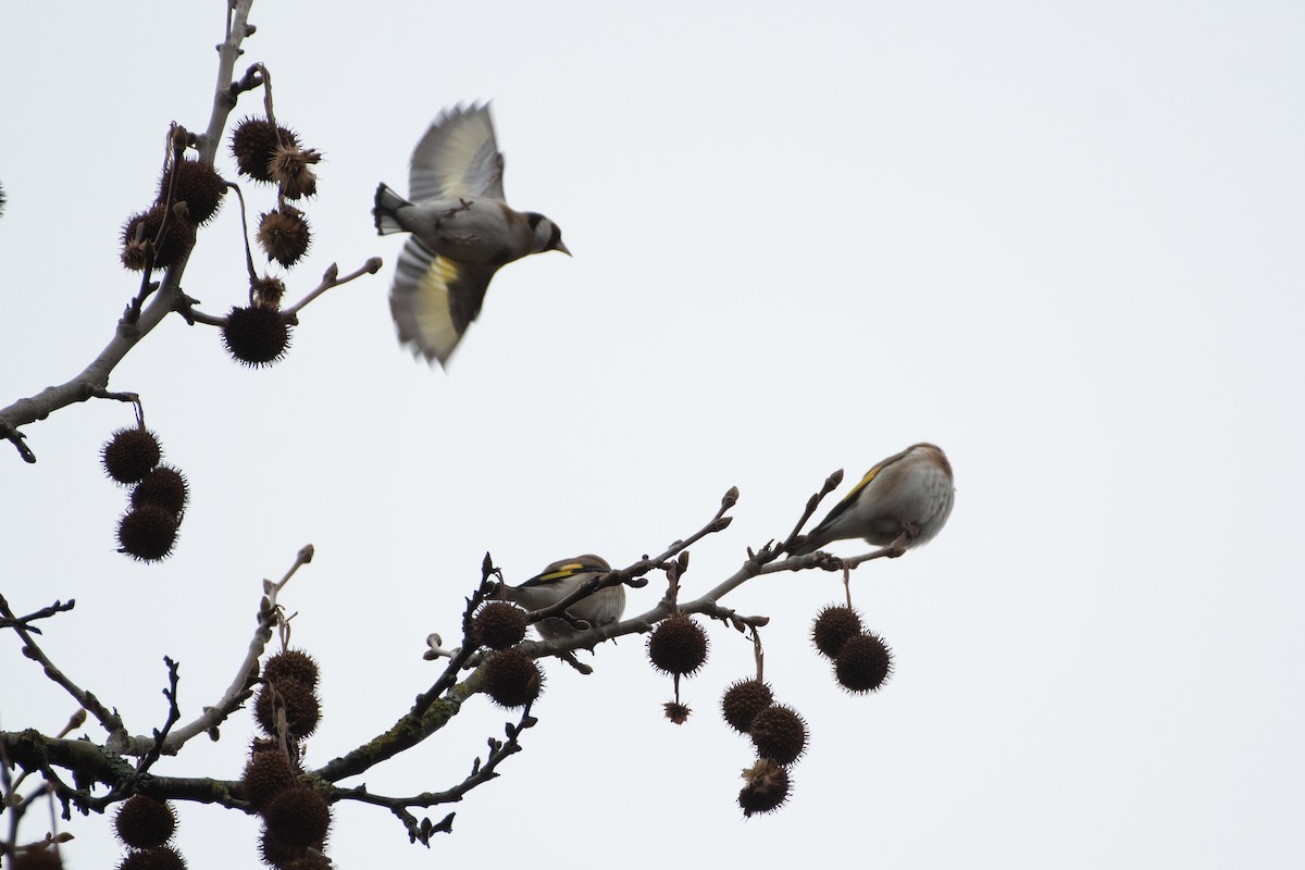 European Goldfinch - ML614457985