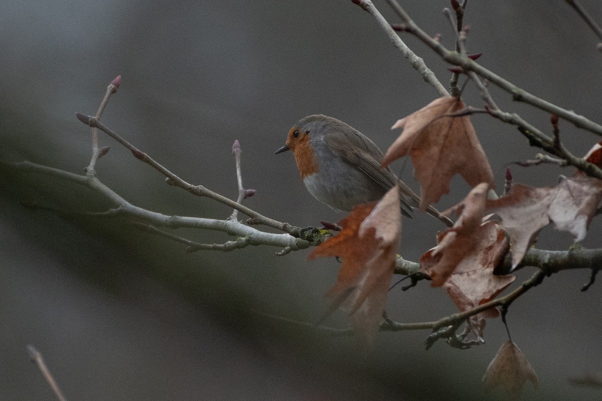 Өрнийн зээрд омруут - ML614457989