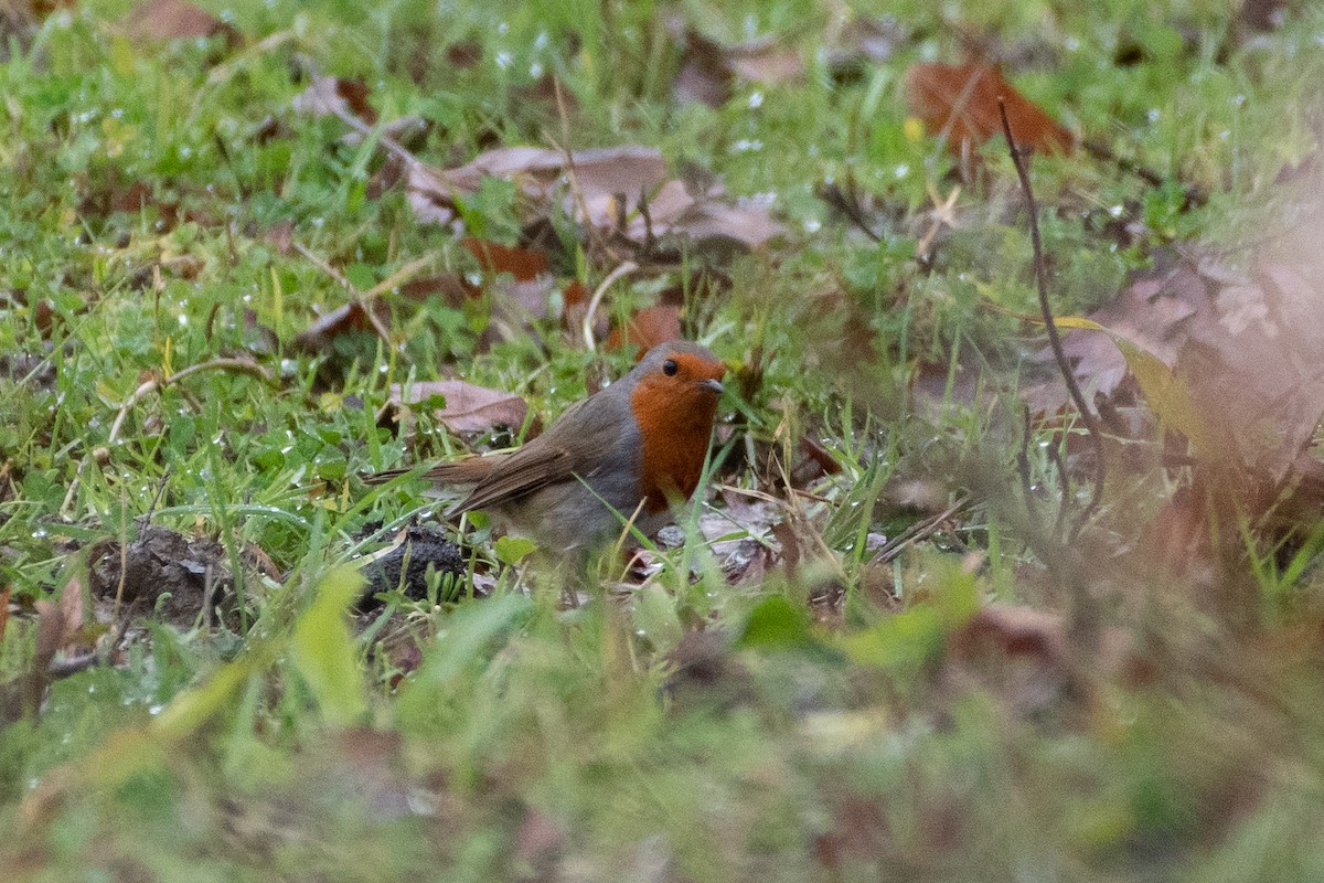 European Robin - ML614457993