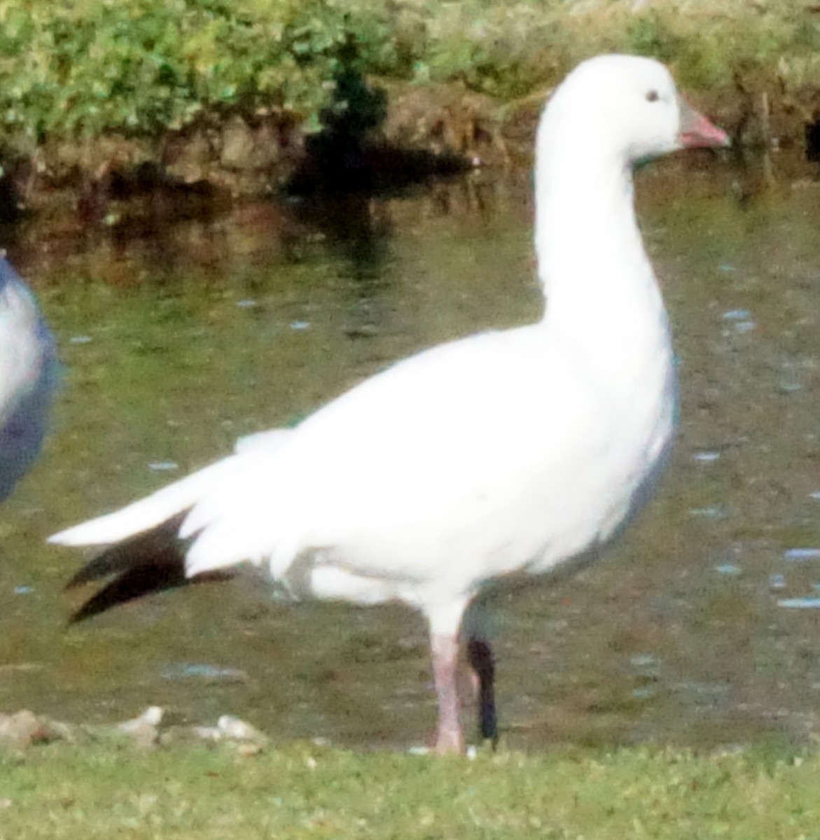 Ross's Goose - Rose Marx