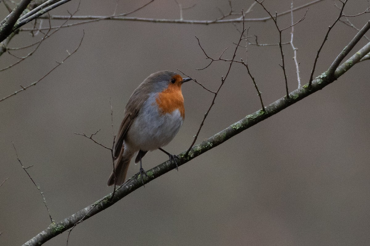 Өрнийн зээрд омруут - ML614458001