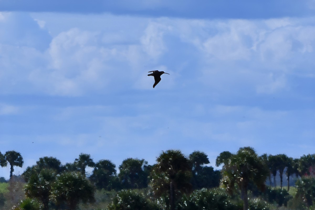 Wilson's Snipe - ML614458004