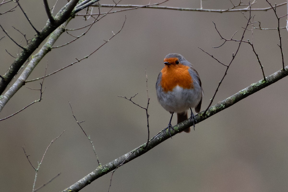 rødstrupe - ML614458011