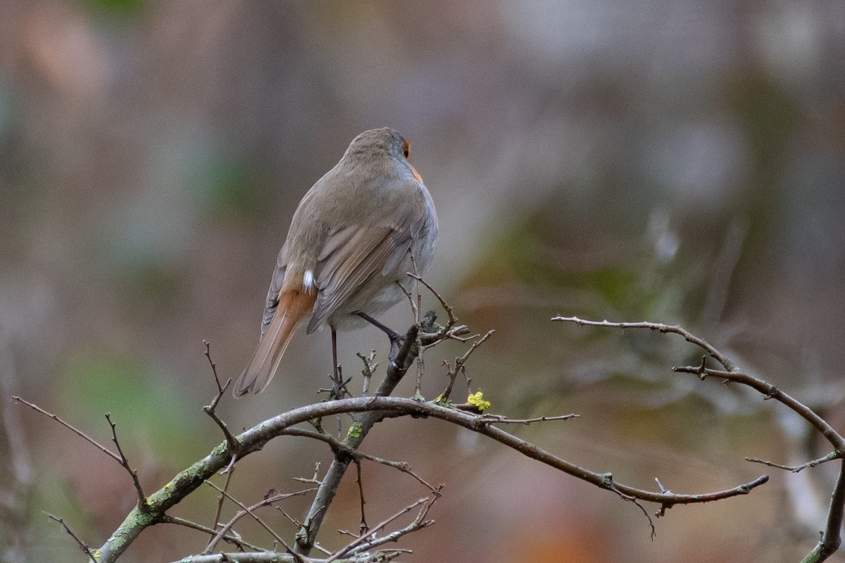 rødstrupe - ML614458015