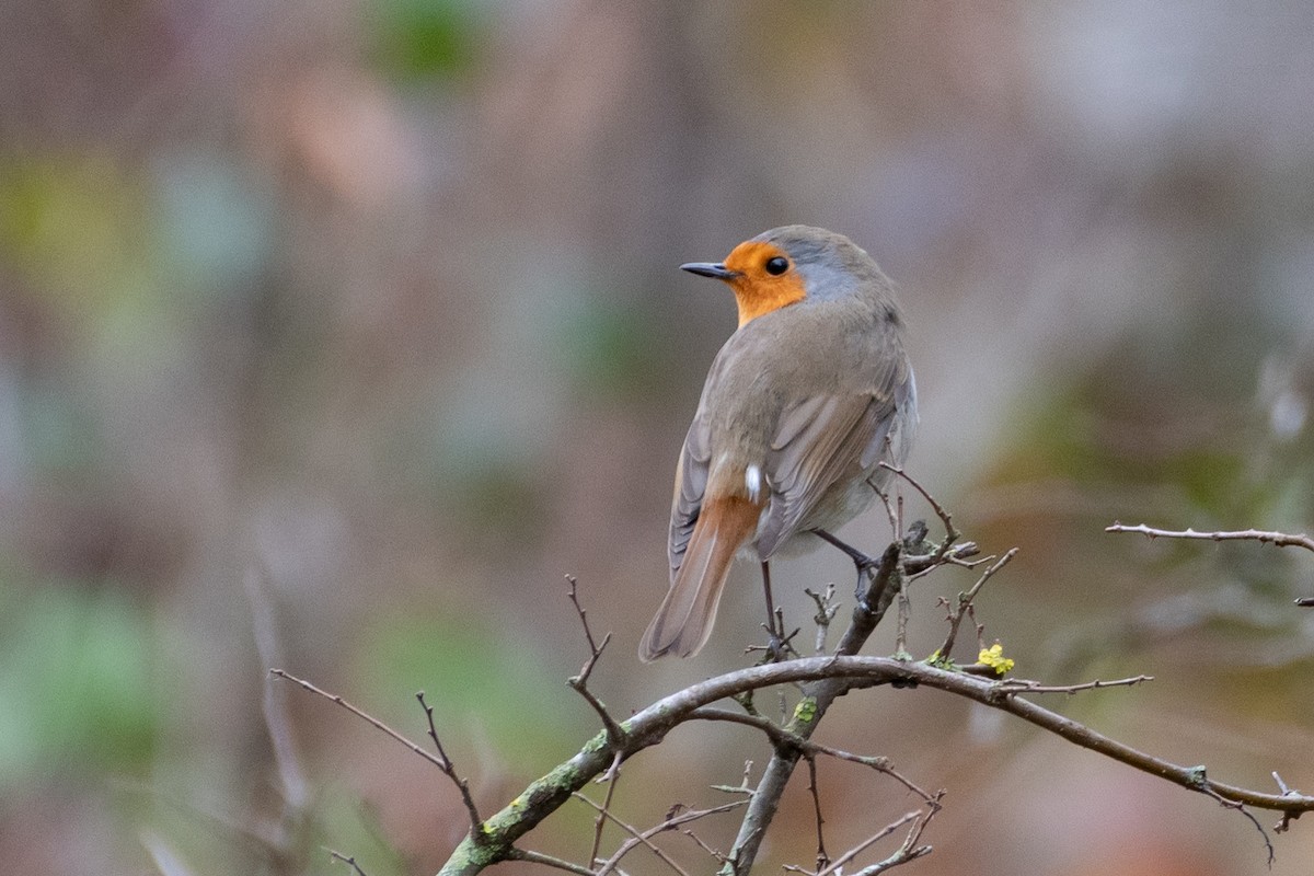 rødstrupe - ML614458018