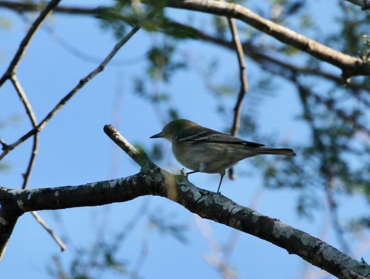 Pine Warbler - David  Irons