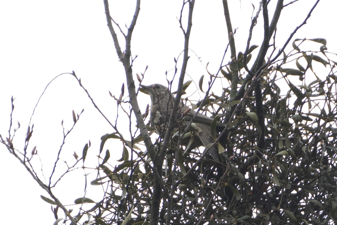 Mistle Thrush - ML614458125