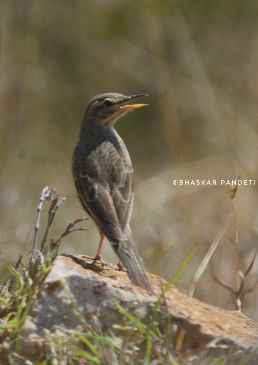 Long-billed Pipit - ML614458133