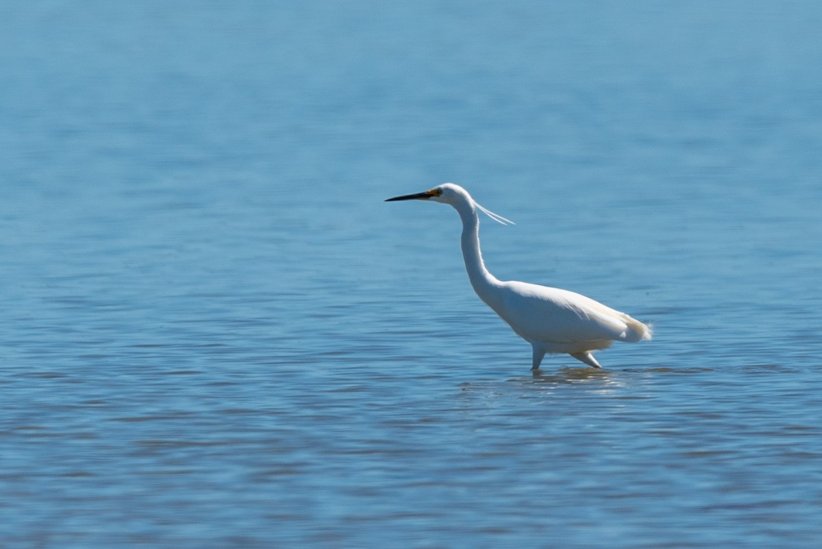 Little Egret - Chris Burr