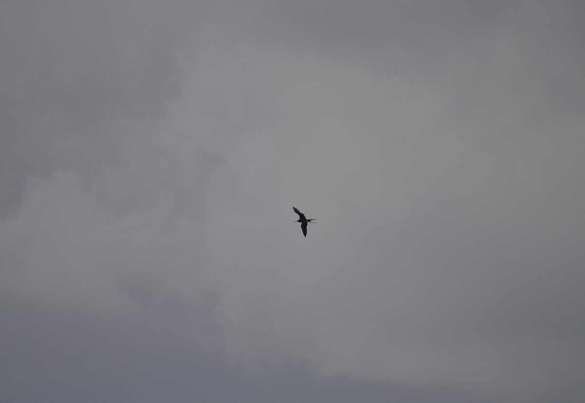 Magnificent Frigatebird - ML614458174