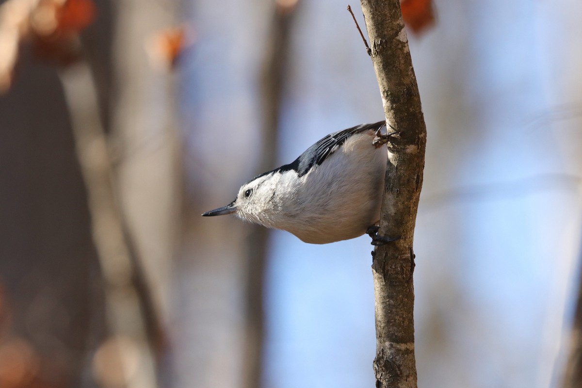 White-breasted Nuthatch - ML614458257