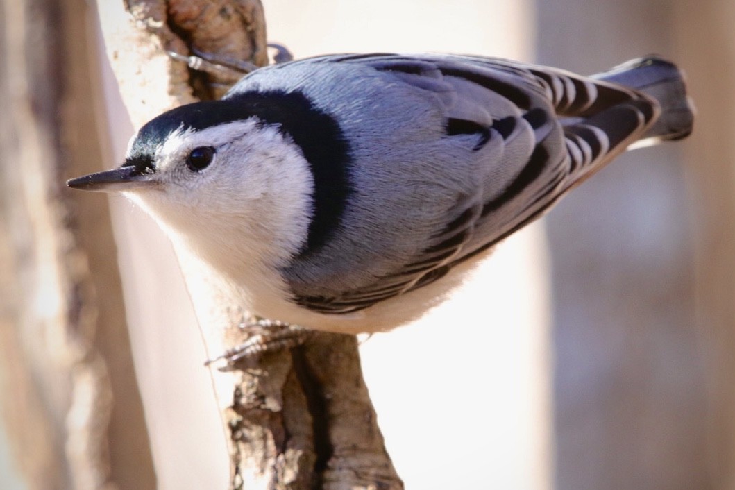 White-breasted Nuthatch - ML614458258