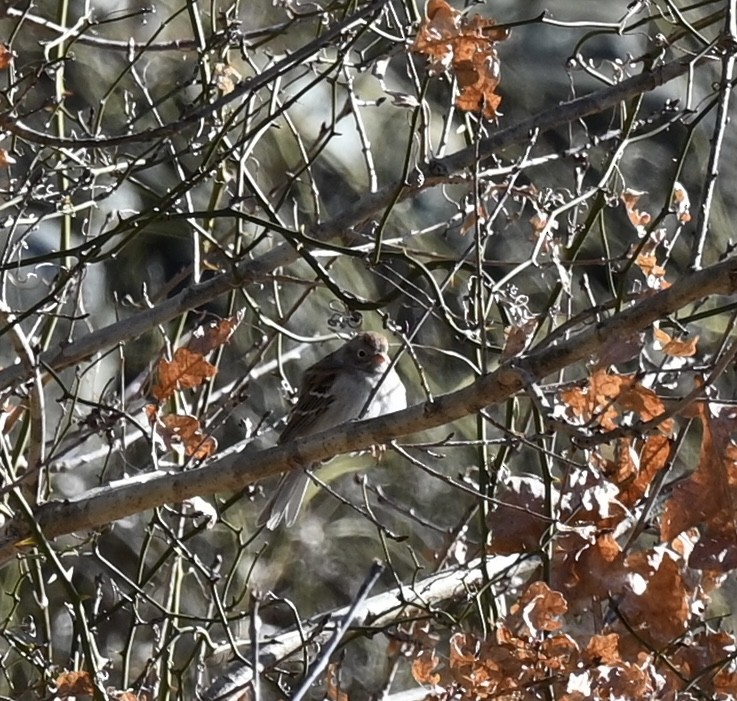 Field Sparrow - ML614458281