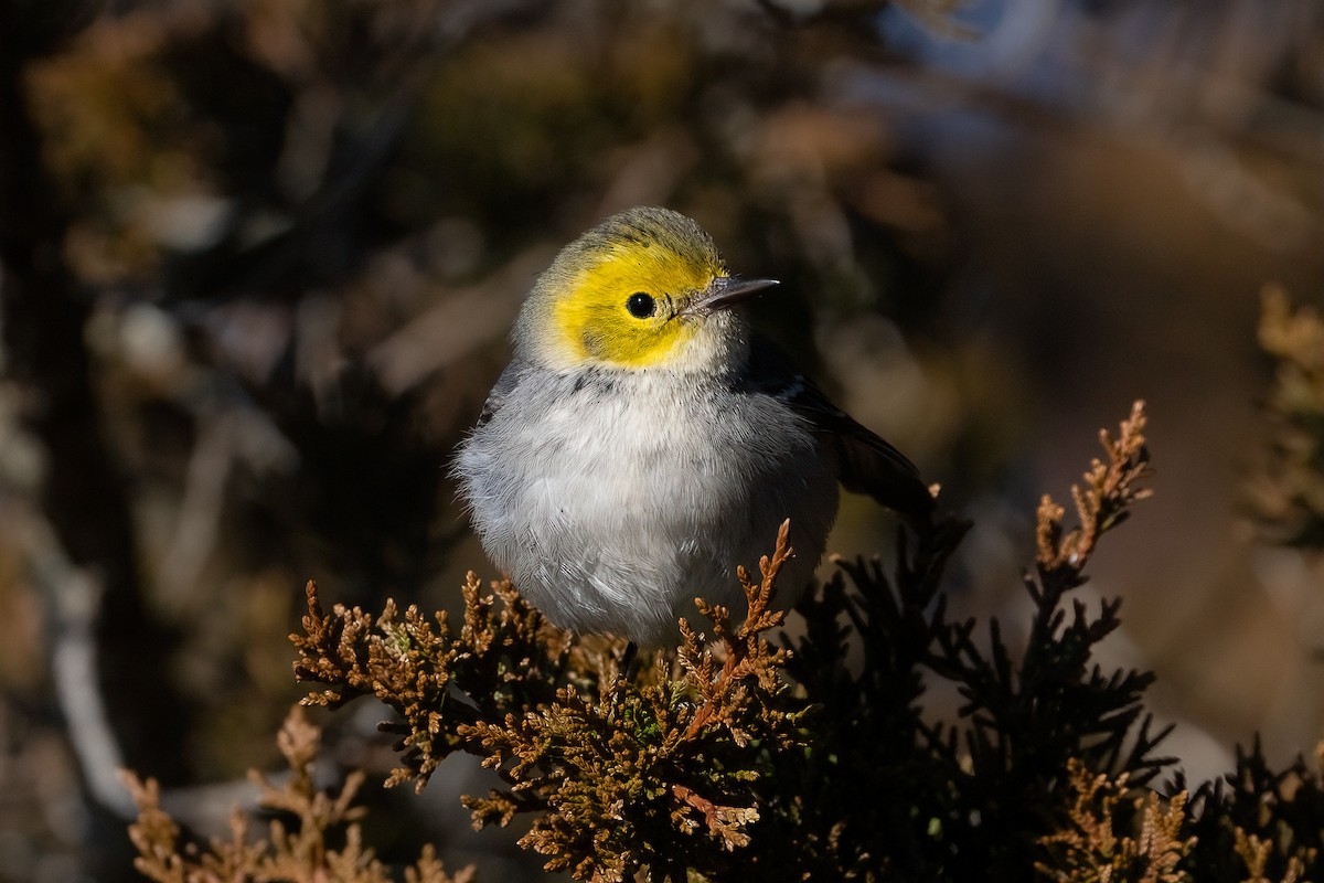 Hermit Warbler - ML614458318