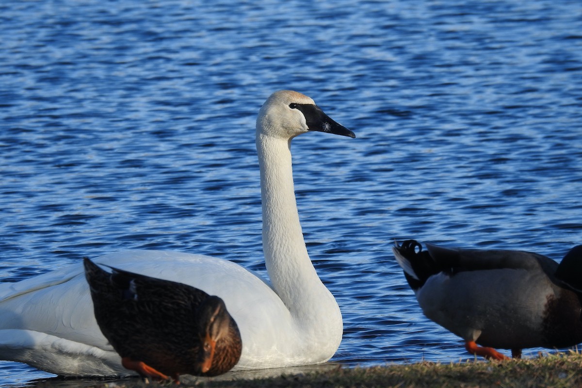 Trumpeter Swan - Jon Jenkins