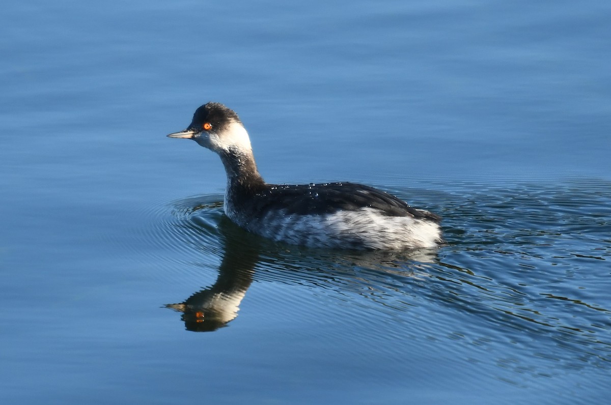 Eared Grebe - ML614458359