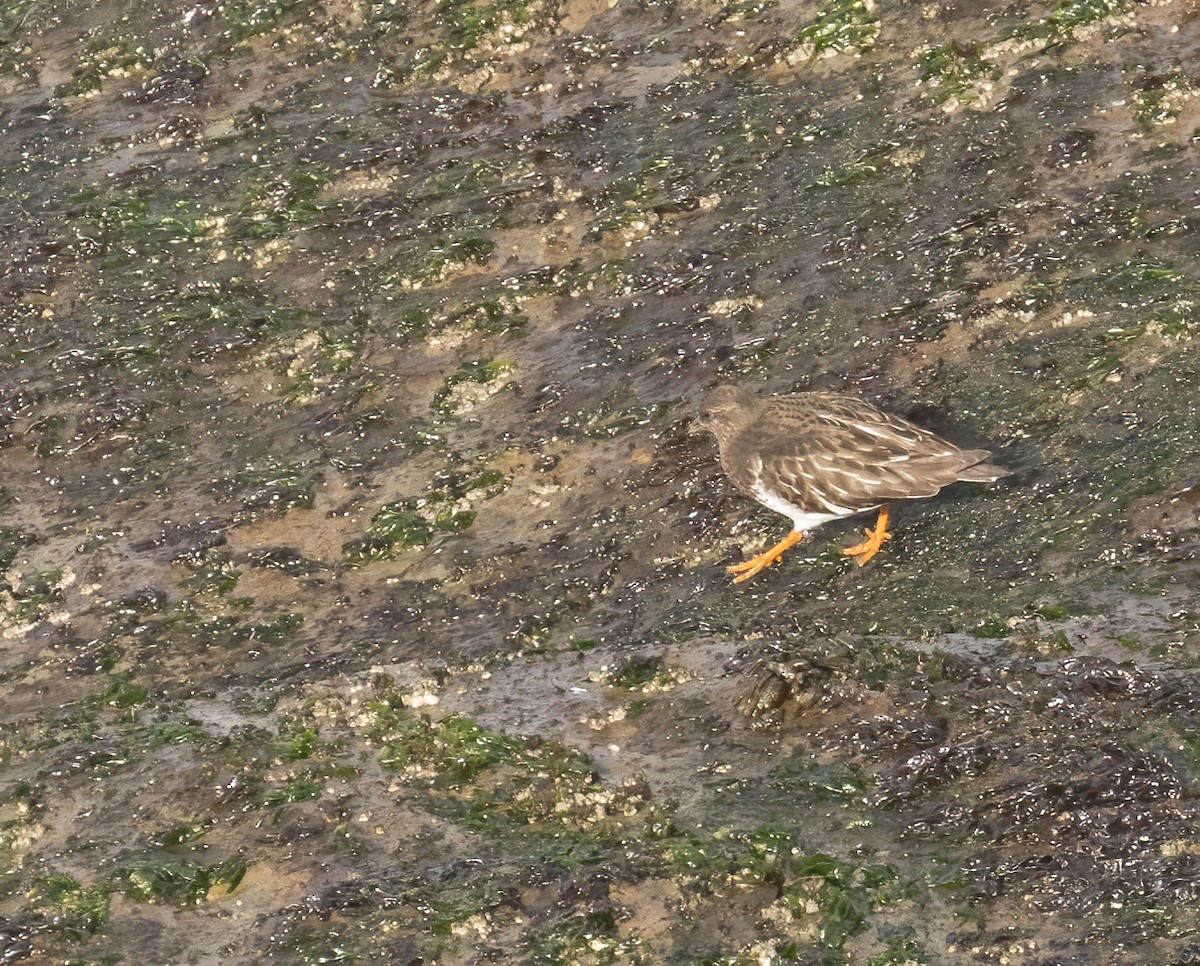 Black Turnstone - ML614458399