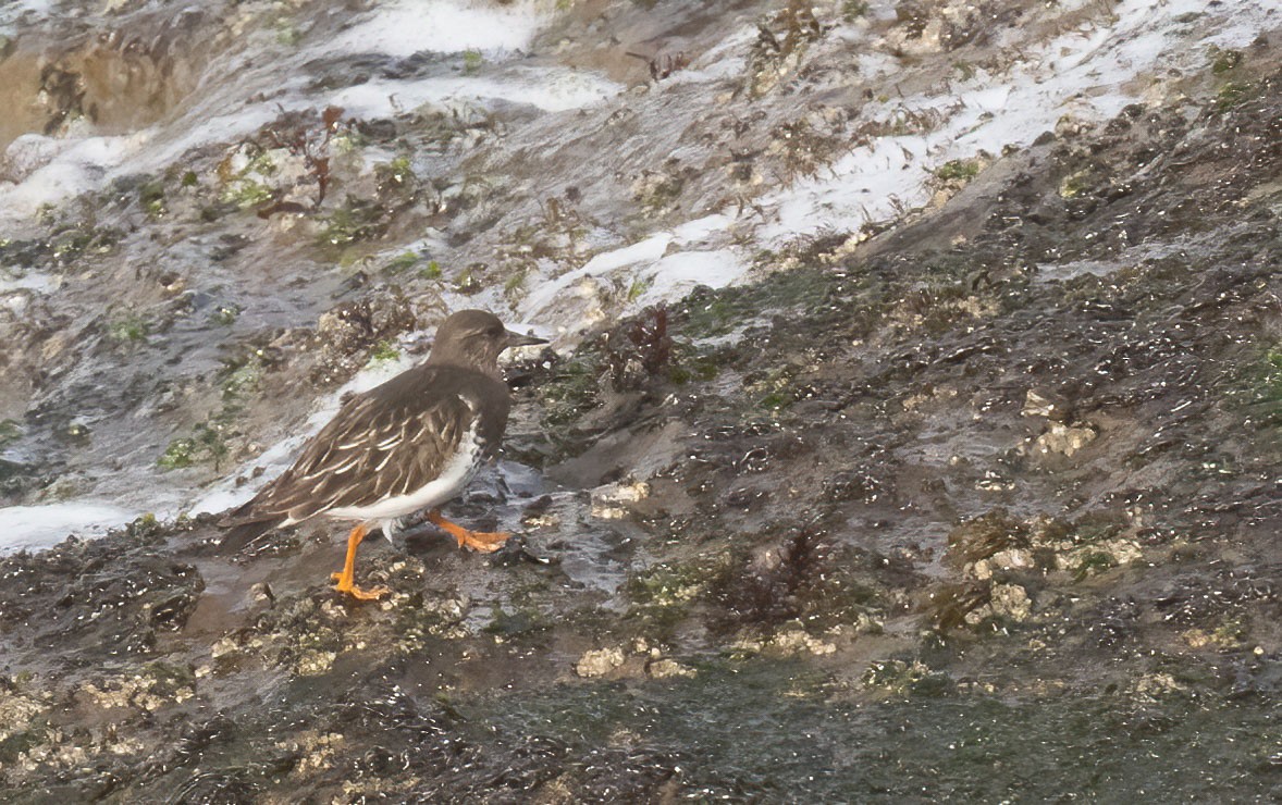 Black Turnstone - ML614458402