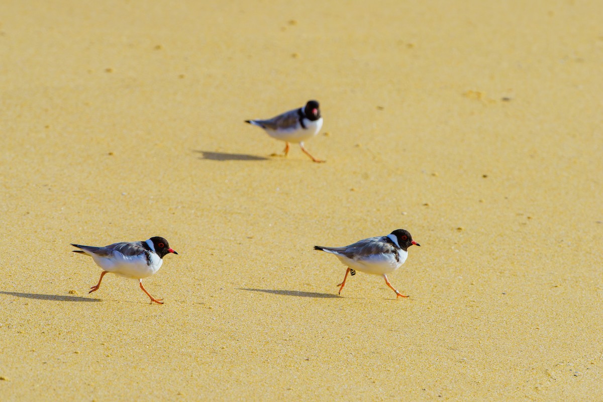 Hooded Plover - ML614458453