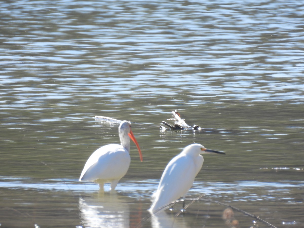 Snowy Egret - ML614458477