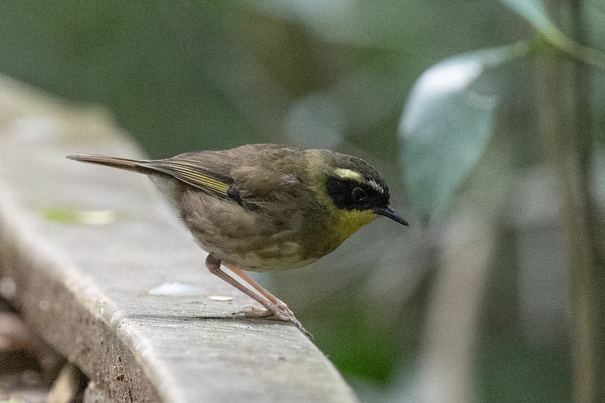 Yellow-throated Scrubwren - ML614458504