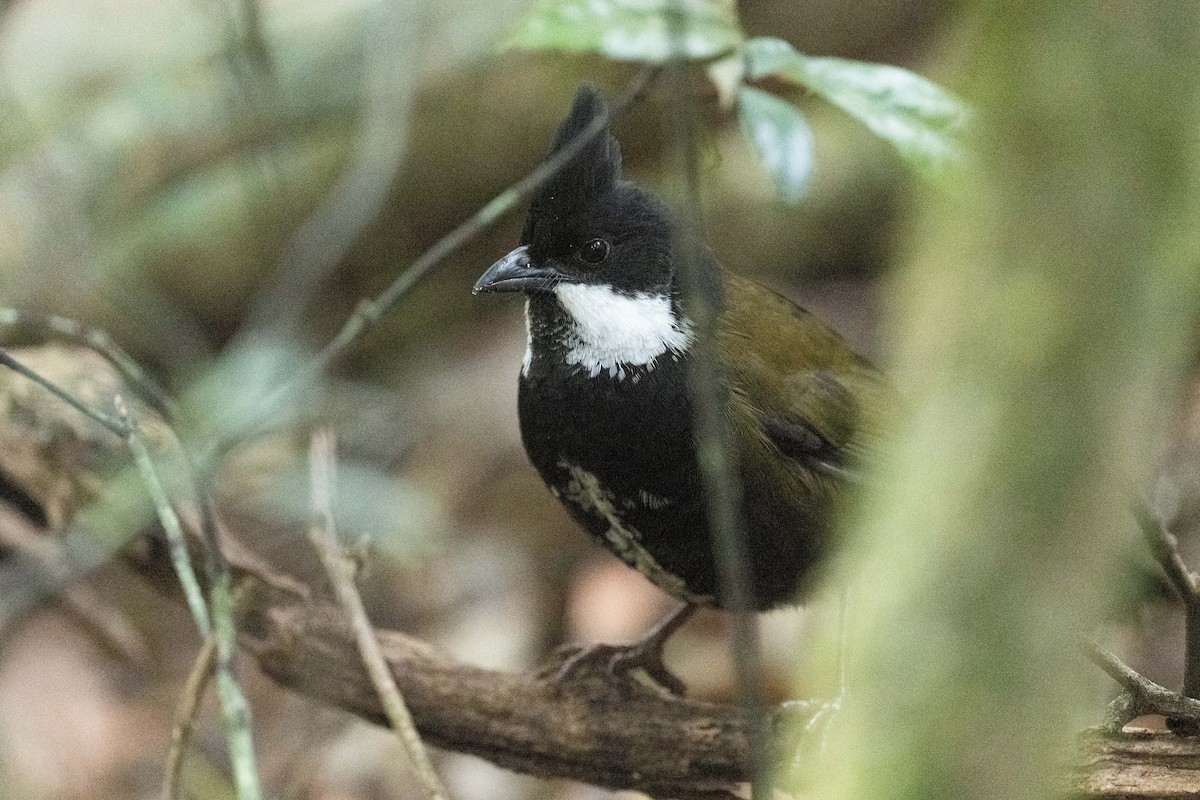 Eastern Whipbird - ML614458552