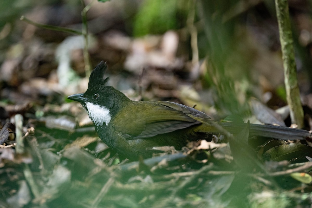 Eastern Whipbird - ML614458560