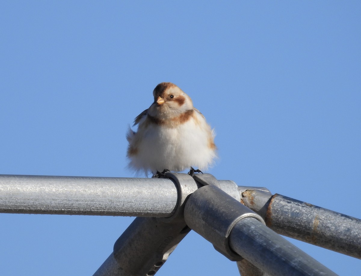 Snow Bunting - ML614458578
