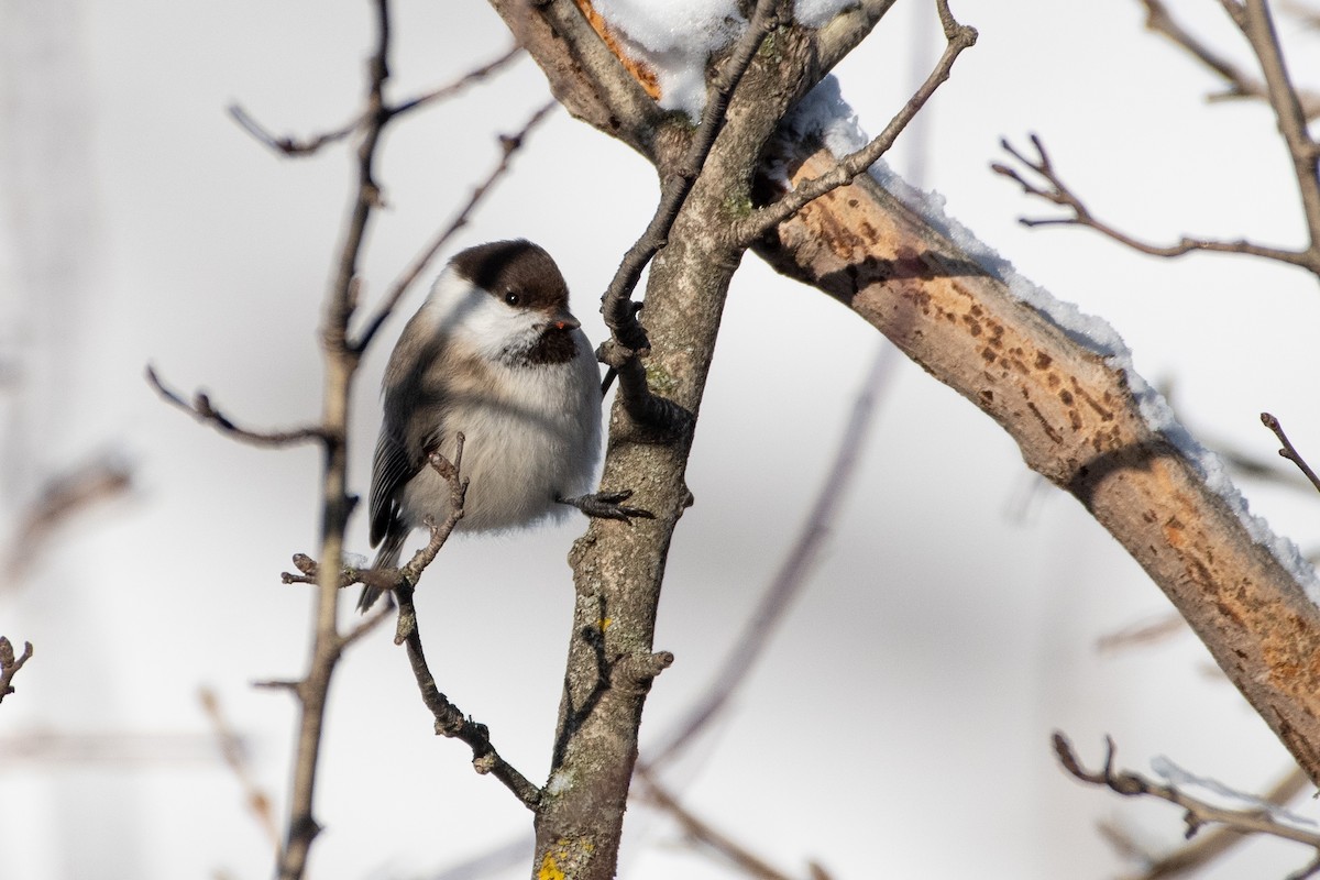 Mésange d'Iran - ML614458588