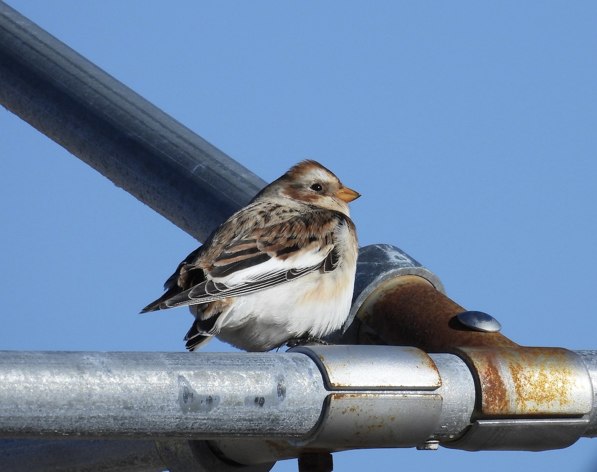 Snow Bunting - ML614458591