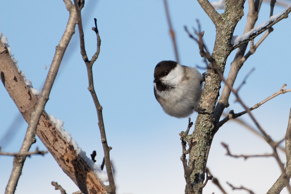 Mésange d'Iran - ML614458597