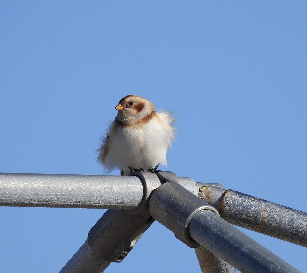 Snow Bunting - ML614458598