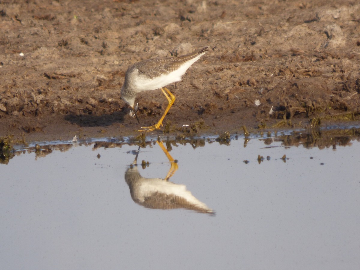 Lesser Yellowlegs - Antonieta Gonzalez Soto