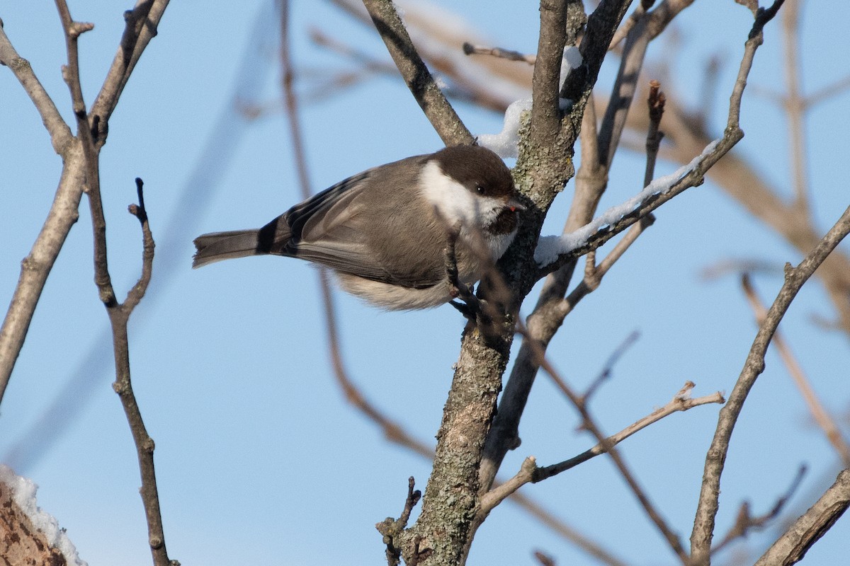 Mésange d'Iran - ML614458602