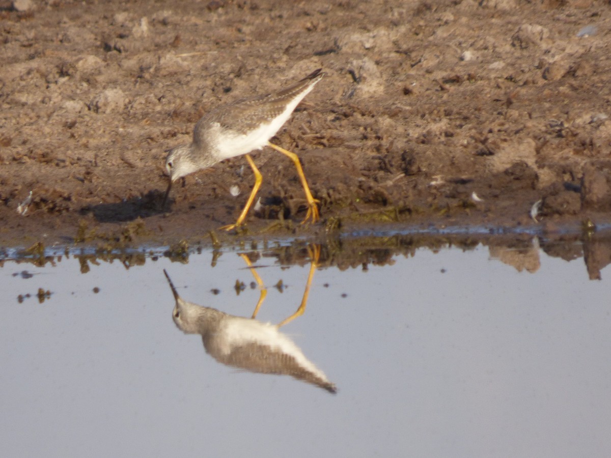 Lesser Yellowlegs - ML614458605