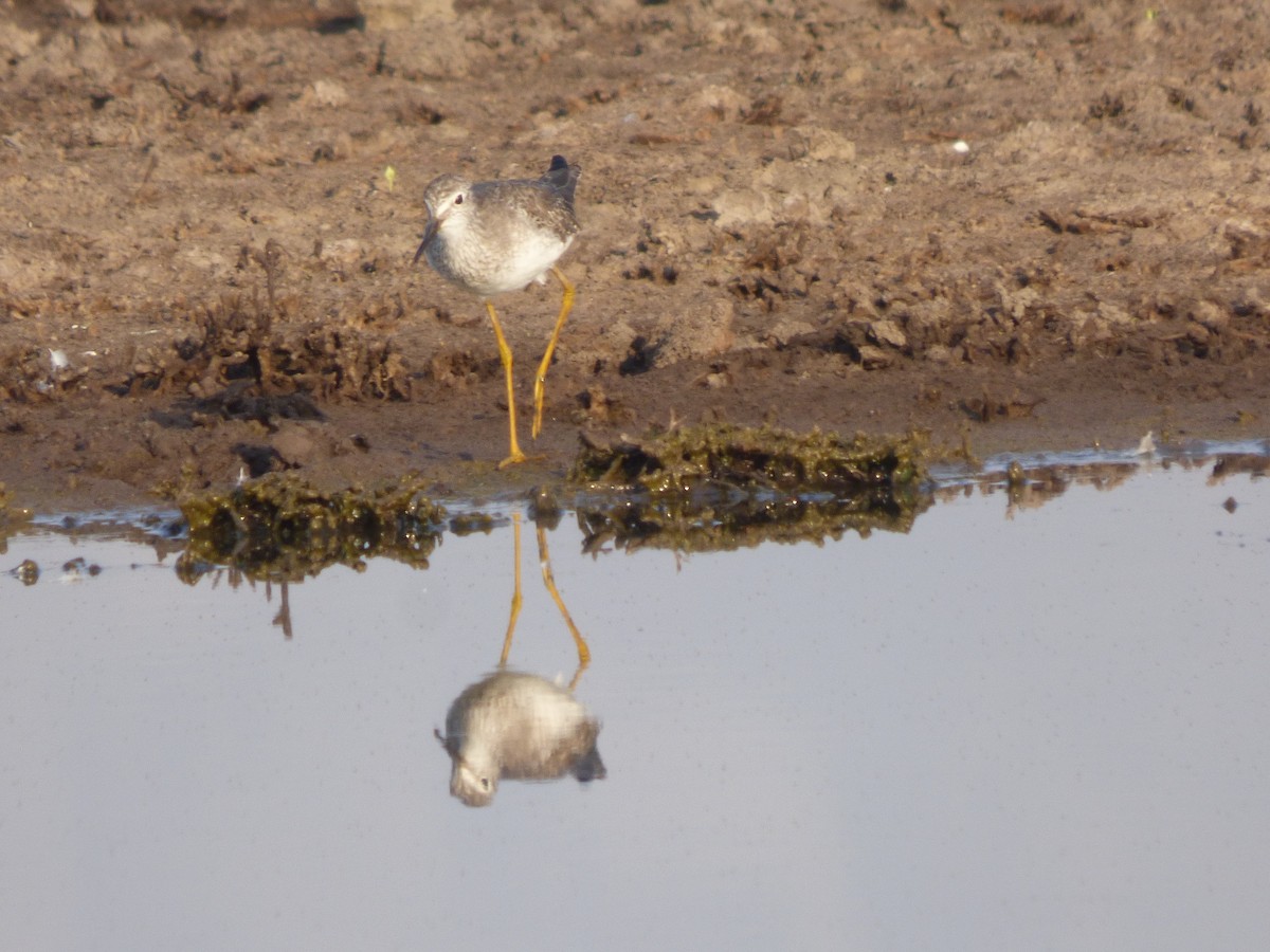 Lesser Yellowlegs - ML614458611