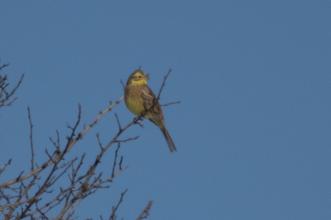 Bruant jaune - ML614458635