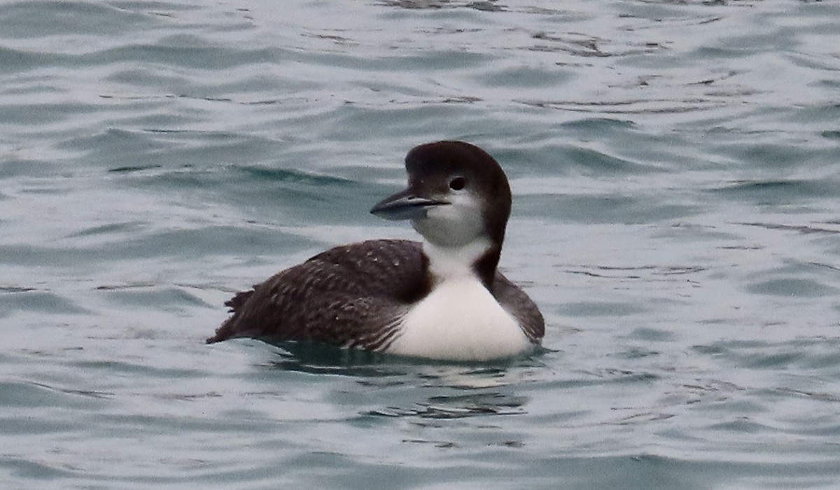 Common Loon - ML614458654