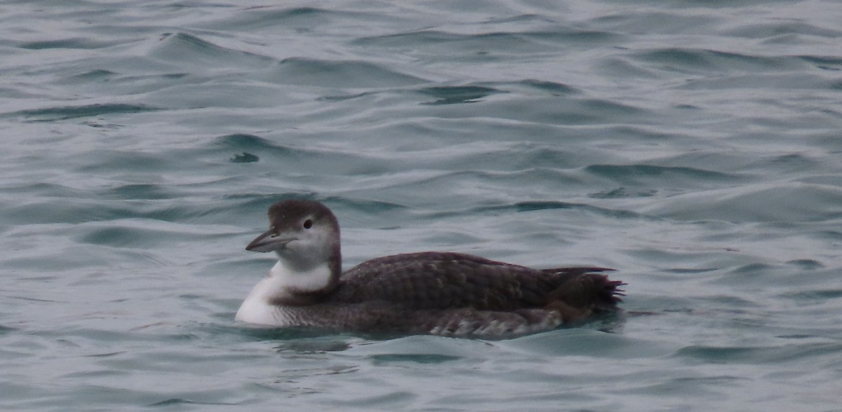 Plongeon huard - ML614458655