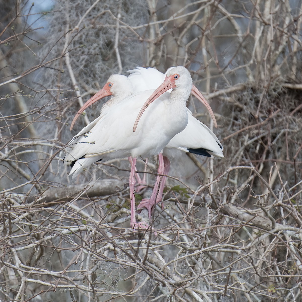 White Ibis - Laura  Wolf