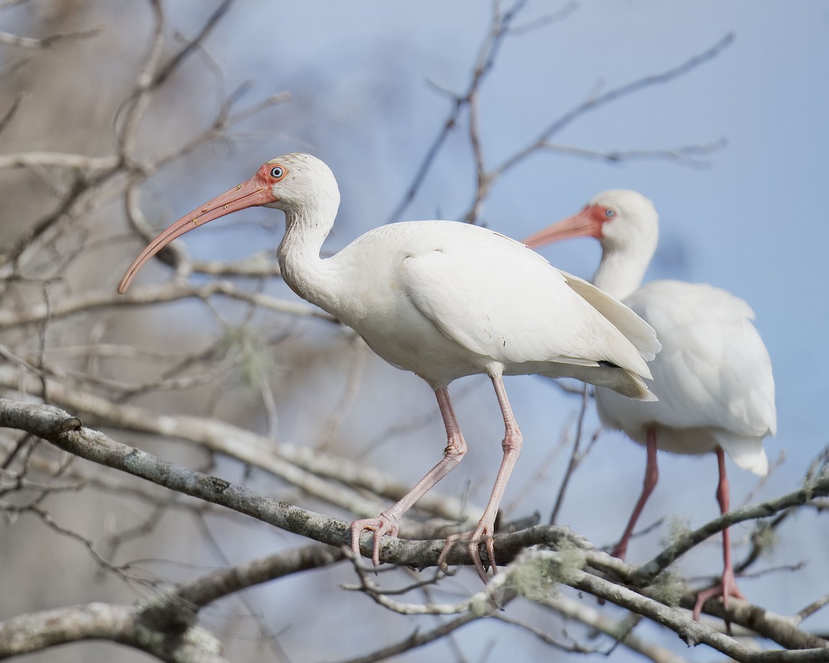 ibis bílý - ML614458670