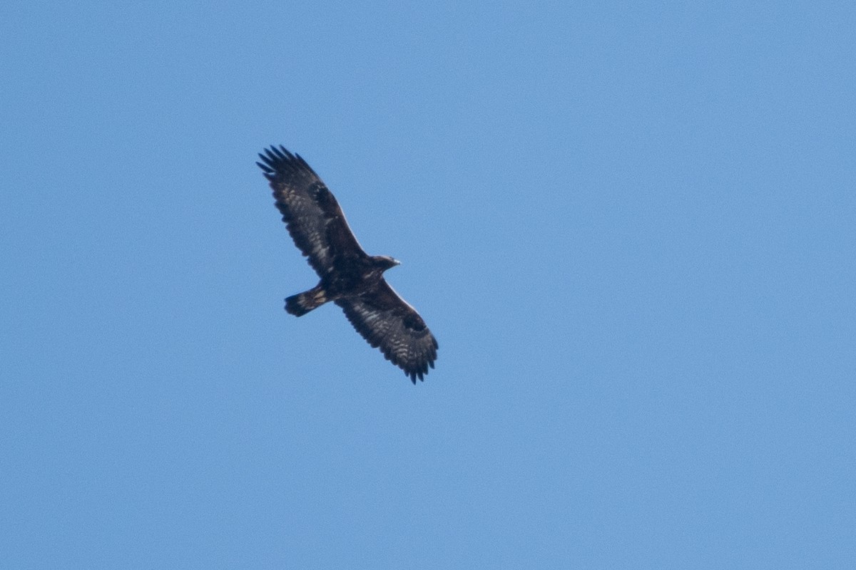 Golden Eagle - Grigory Evtukh