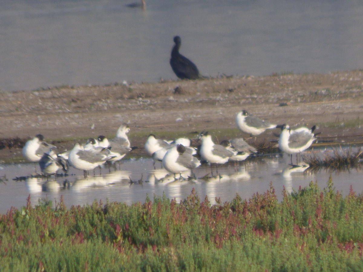 Mouette de Franklin - ML614458722