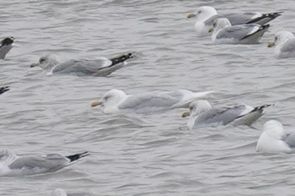 Glaucous Gull - ML614458732