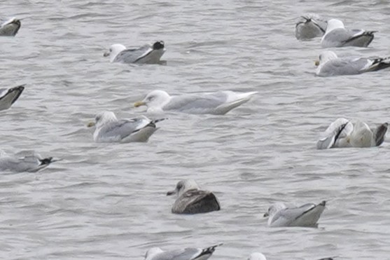 Glaucous Gull - ML614458734