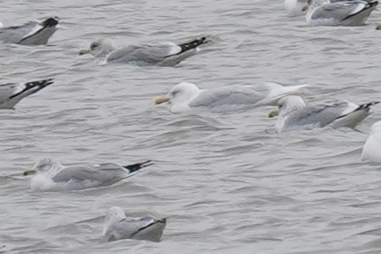 Glaucous Gull - ML614458737