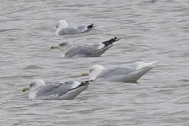 Glaucous Gull - ML614458738