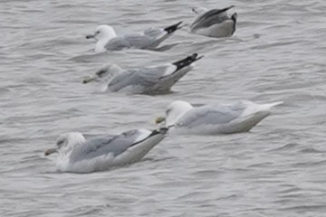 Glaucous Gull - ML614458740