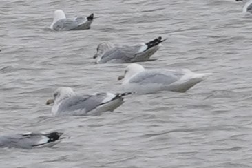 Glaucous Gull - ML614458741